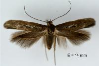 Scythris dissimilella