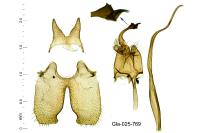 Scythris dissimilella