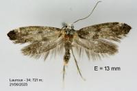 Paraswammerdamia nebulella