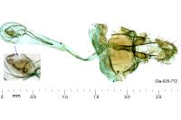Paraswammerdamia nebulella
