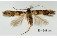 Sorhagenia lophyrella