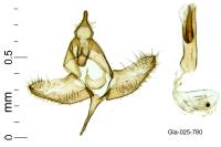 Batia lunaris