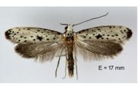 Yponomeuta plumbella