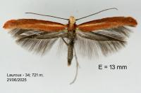 Zelleria hepariella