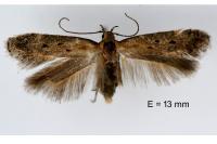 Stomopteryx remissella