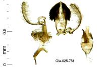 Stomopteryx remissella