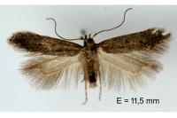 Stomopteryx spathulella