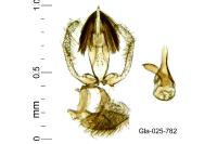 Stomopteryx spathulella