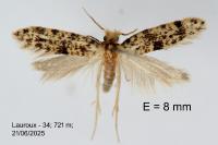 Eumasia parietariella