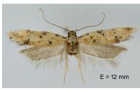 Pseudotelphusa occidentella