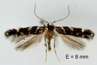 Vulcaniella fiordalisa