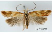 Mirificarma eburnella