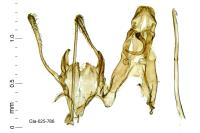 Mirificarma eburnella