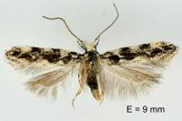 Parachronistis albiceps