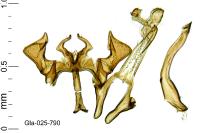 Parachronistis albiceps