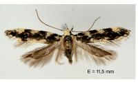 Parachronistis albiceps