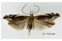 Sophronia humerella