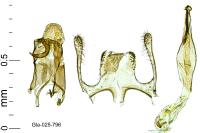 Sophronia humerella
