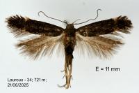 Iwaruna robineaui