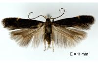 Aproaerema anthyllidella