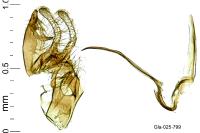 Aproaerema anthyllidella