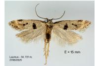 Mirificarma cytisella