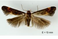 Apodia bifractella