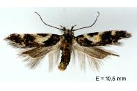 Teleiodes luculella