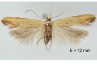 Mesophleps silacella