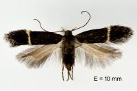 Aproaerema albifrontella