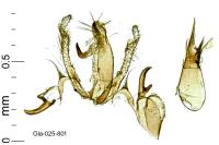 Aproaerema albifrontella