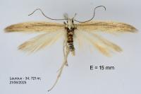 Megacraspedus lanceolellus