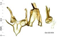 Megacraspedus lanceolellus