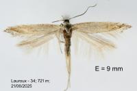 Ptocheuusa paupella