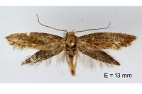 Elachista pigerella