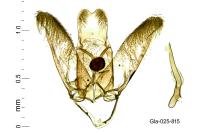 Elachista pigerella
