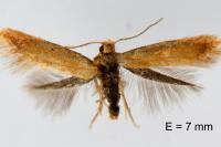 Tischeria decidua
