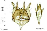 Tischeria decidua