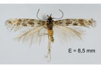 Catatinagma trivittellum