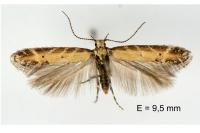 Aristotelia brizella
