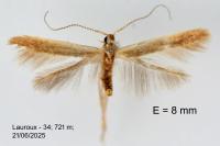 Coleophora trigeminella