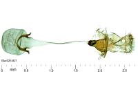 Caloptilia fribergensis