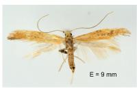 Aspilapteryx limosella
