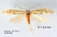 Argyresthia abdominalis