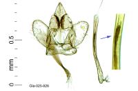 Argyresthia abdominalis