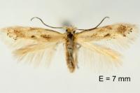 Bucculatrix regaella