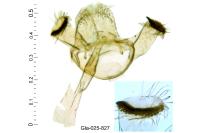 Bucculatrix regaella