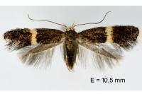 Elachista adscitella