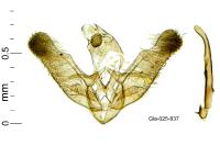 Elachista adscitella