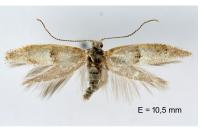 Cedestis subfasciella